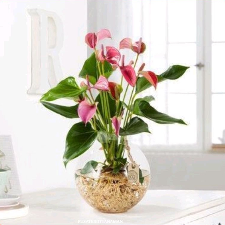 Jual TANAMAN HIAS ANTHURIUM MICKEY MOUSE BUNGA PINK Shopee Indonesia