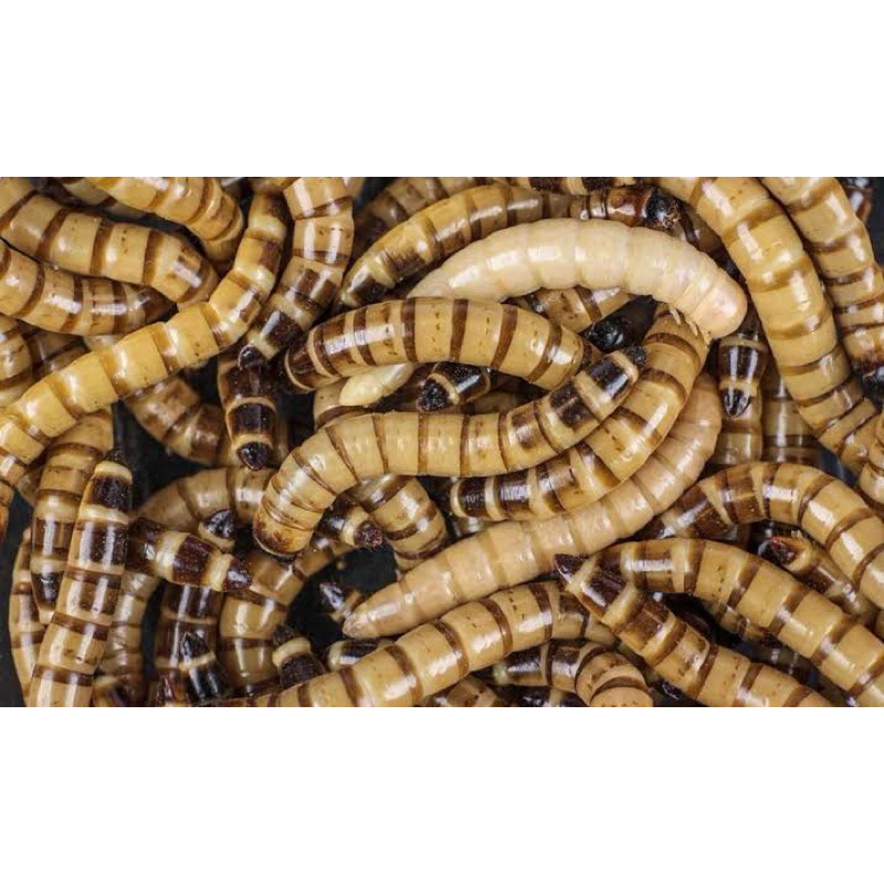 Jual Ulat Jerman Hidup SUPERWORM 100 Gram 500 Gram 1 Kg Shopee