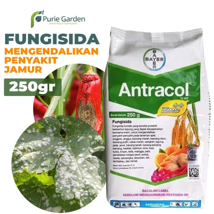 Jual Obat Jamur Tanaman Fungisida Antracol 70 WP ZINC Kemasan Pabrik