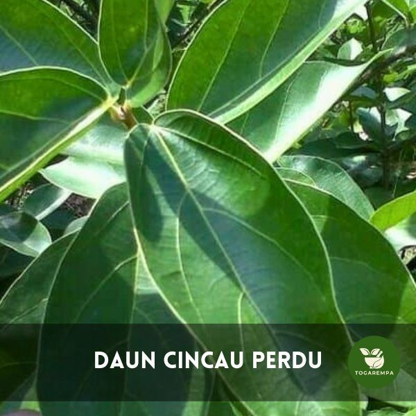 Jual Daun Cincau Hijau Segar Perdu 1 KG 1000 Gram Pack Shopee