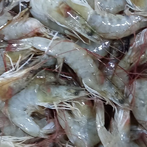 Jual Udang Vaname Utuh Fresh Segar Frozen Kg Shopee Indonesia