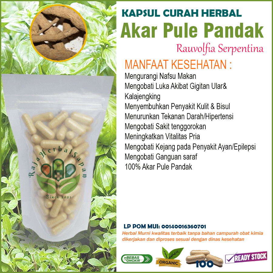 Jual AKAR PULE PANDAK Kapsul Curah Herbal 200X600mg Vitalitas Hepatitis