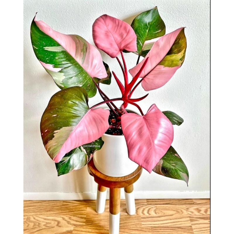 Jual Tanaman Hias Philo Pink Princess Philodendron Congo Pink Princess