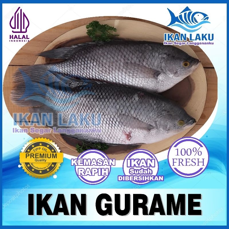 Jual IKAN GURAME PREMIUM CIKARANG TAMBUN FRESH TERMURAH BERGARANSI