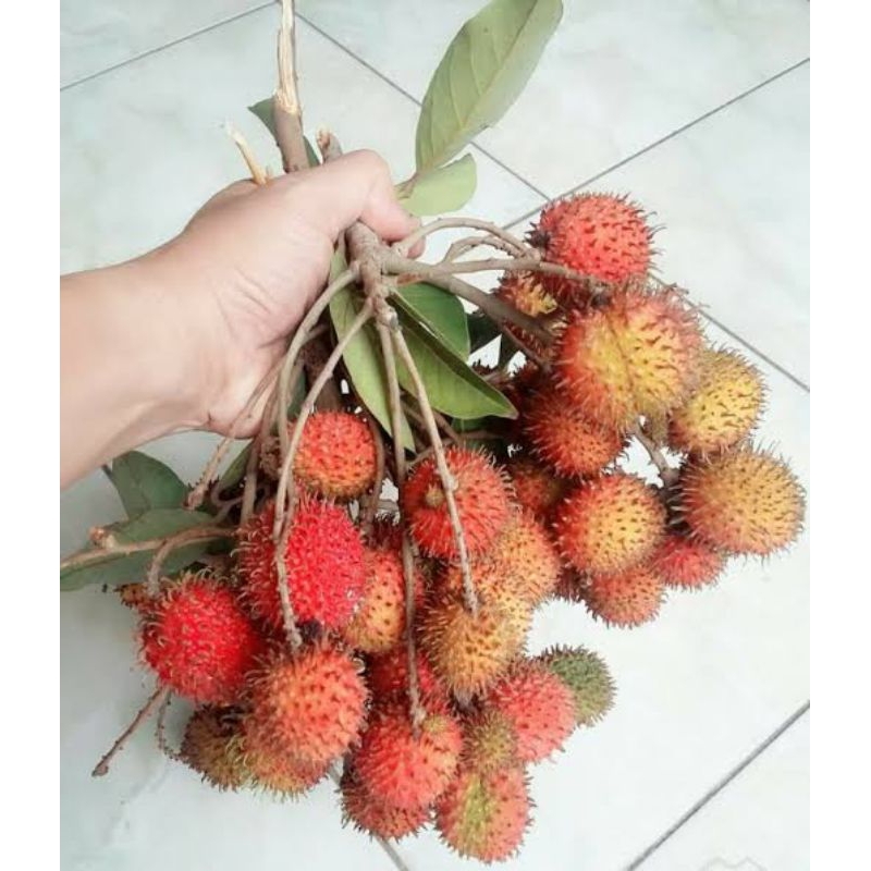 Jual Buah Rambutan Segar Ikat Berat Kg Shopee Indonesia