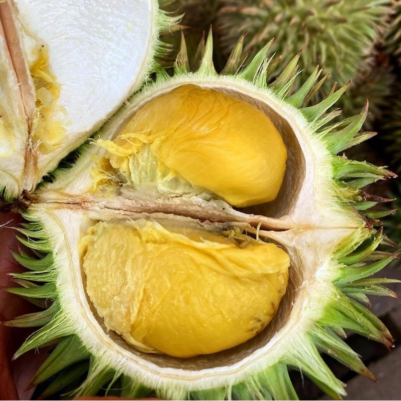 Jual Bibit Tanaman Buah Durian Karatungan Durian Merah Durian Bawor