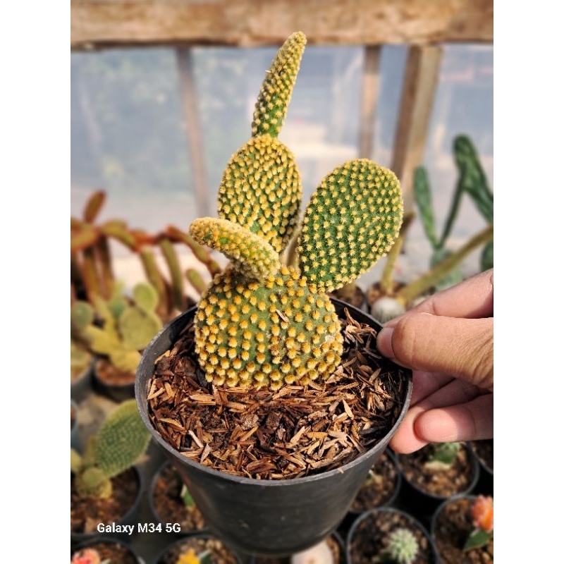 Jual Kaktus Opuntia Mikeymouse Shopee Indonesia