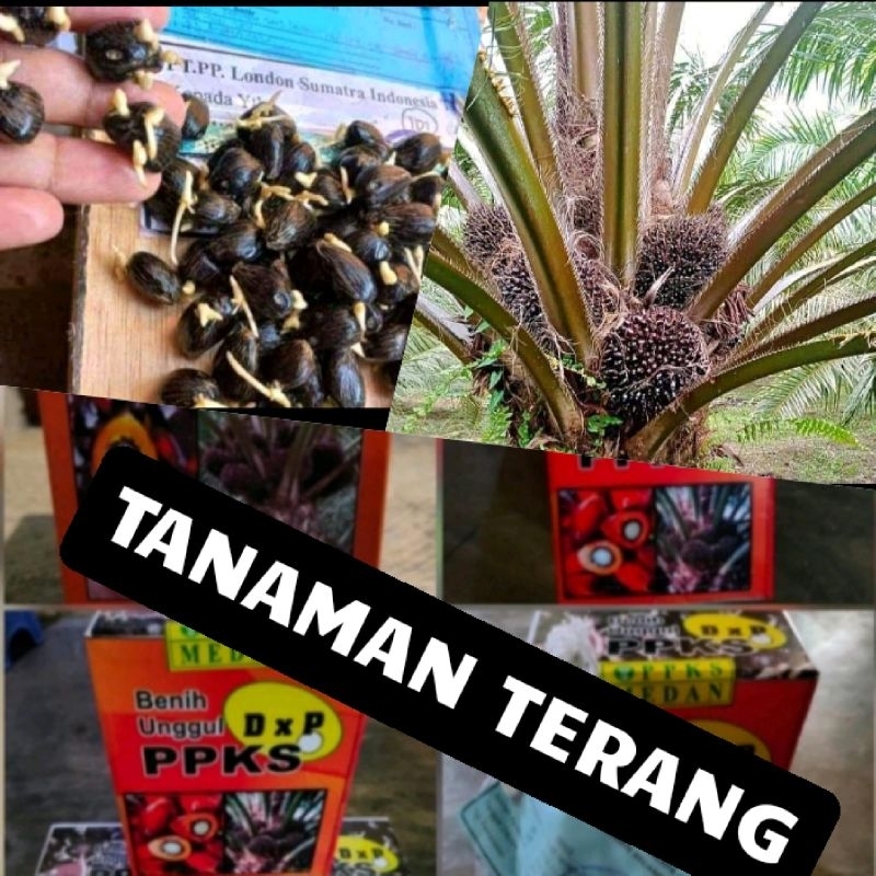 Jual Bibit Kecambah Kelapa Sawit Ppks Unggul Shopee Indonesia