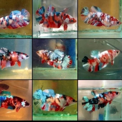 Jual Ikan Hias Cupang Betina Koi Nemo Multi Galaxy Betina