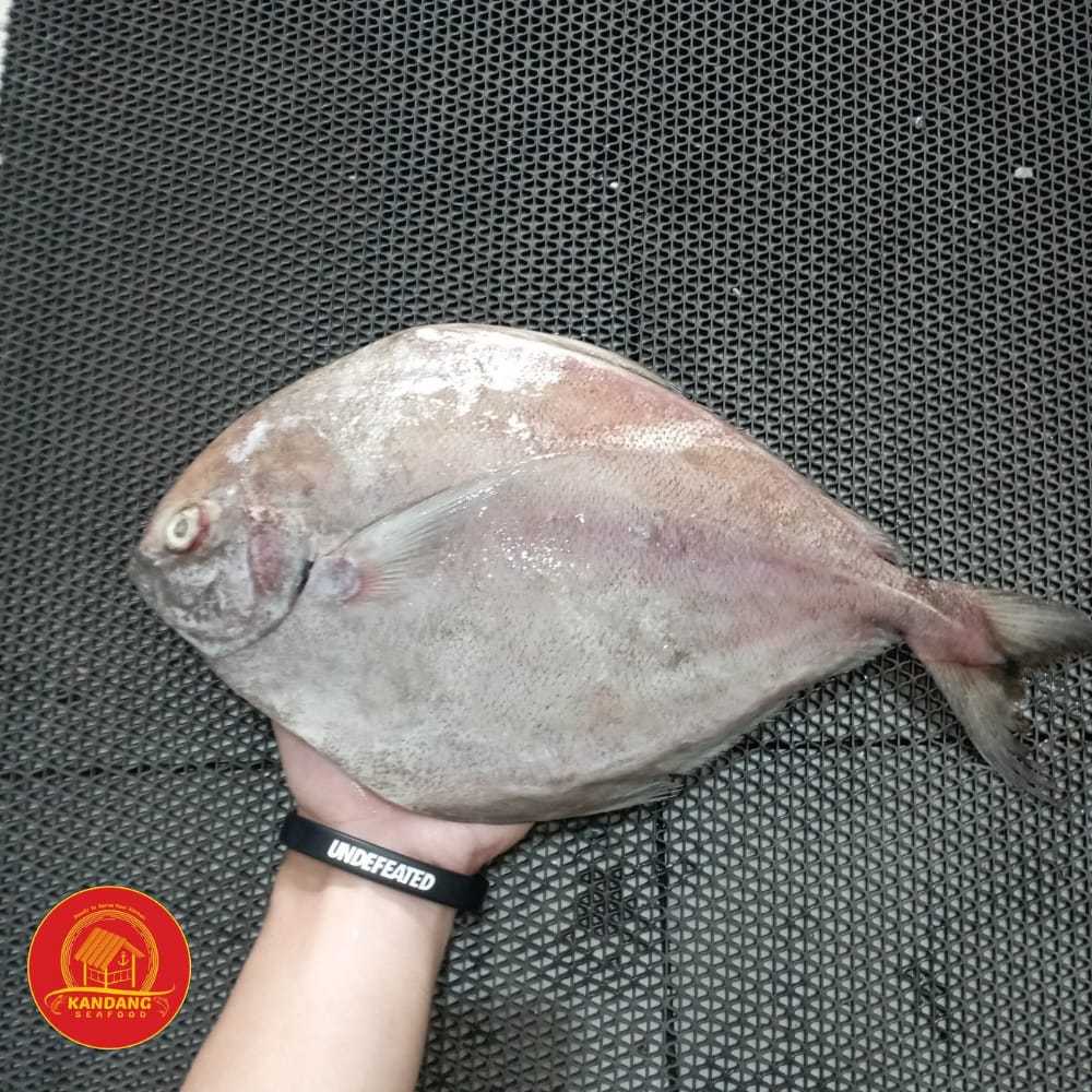 Jual Ikan Bawal Hitam Segar Fresh Kg Shopee Indonesia