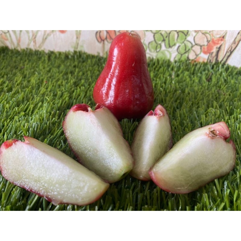 Jual Buah Jambu Air Citra Jambu Air Citra Gram Nuri Fruits Buah