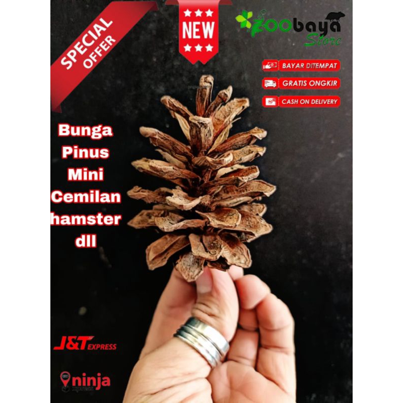 Jual Bunga Pinus Kering Mini Pine Cone Camilan Hamster Shopee Indonesia