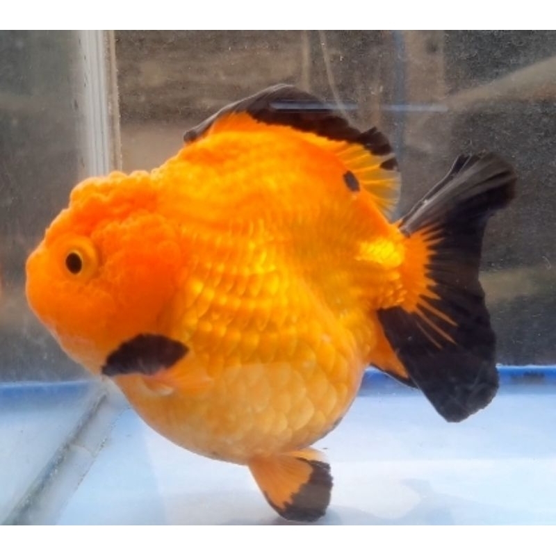 Jual Ikan Mas Koki ORANDA Short Tail Shopee Indonesia