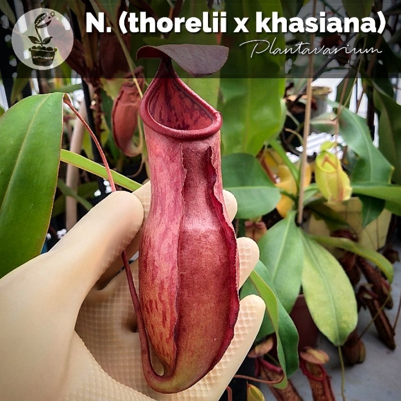 Jual Tanaman Karnivora Kantung Semar Nepenthes Thorelii X Khasiana