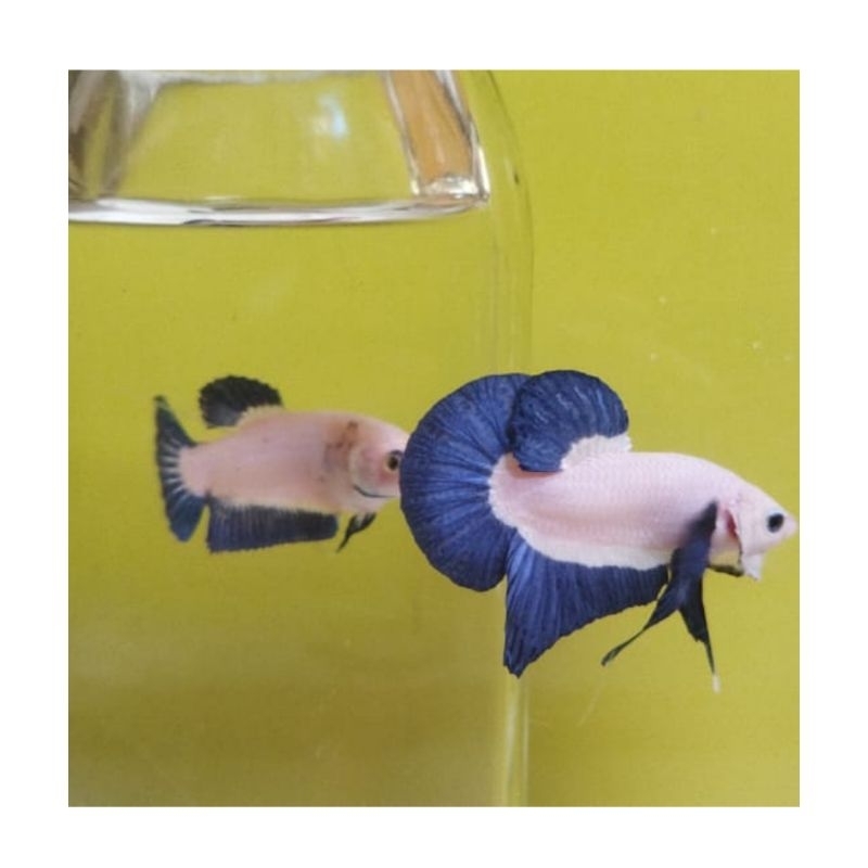 Jual Ikan Cupang Blue Rim Bicolour Butterfly Shopee Indonesia