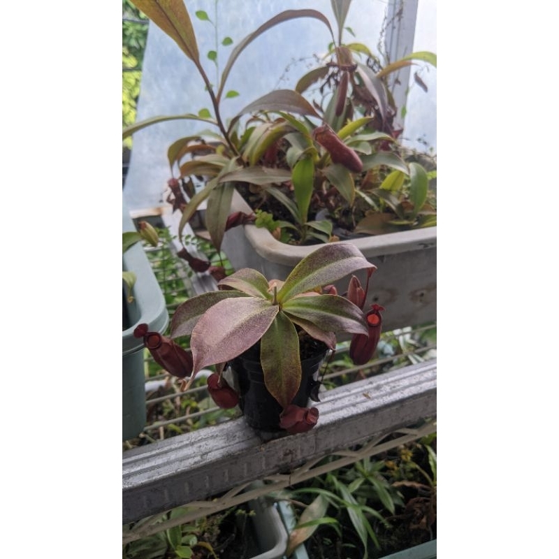 Jual Tanaman Hias Nepenthes Kantong Semar Viking X Ampullaria Black