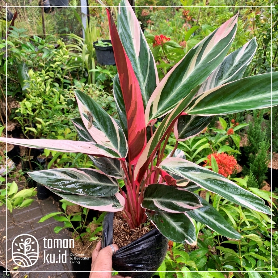 Jual Tanaman Calathea Multicolor Merah Putih Kalatea Tanaman Indoor