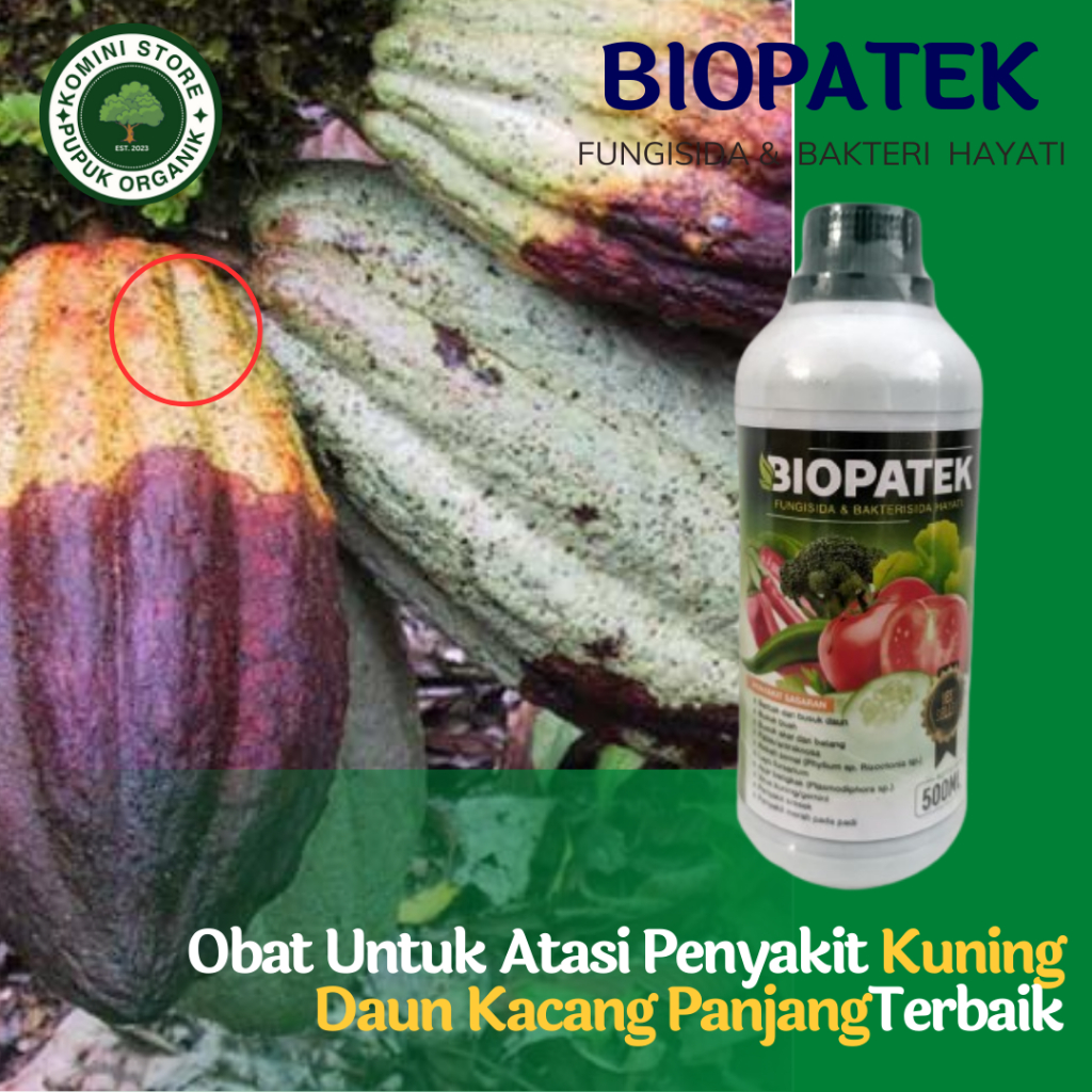 Jual Obat Busuk Buah Kakao Terbaik Biopatek Fungisida Pupuk Busuk