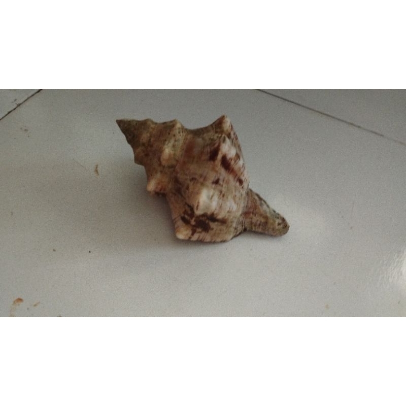 Jual Cangkang Kelomang Keong Shopee Indonesia