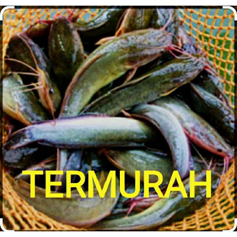 Jual Ikan Lele Hidup Fresh Dan Segar Termurah Per 1 Kg Shopee Indonesia