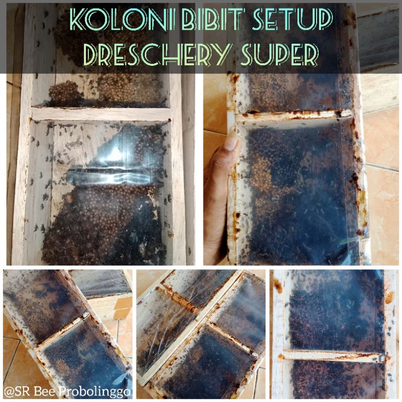 Jual Bibit Trigona Dreschery Super Klanceng Kelulut Kele Dreschery