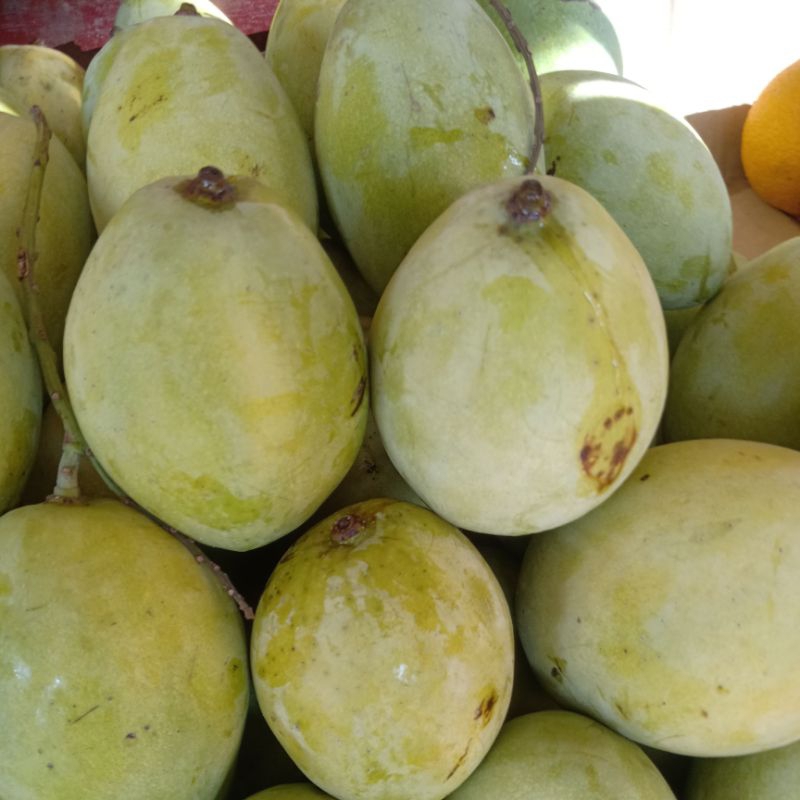 Jual Buah Mangga Indramayu Fresh Kg Shopee Indonesia