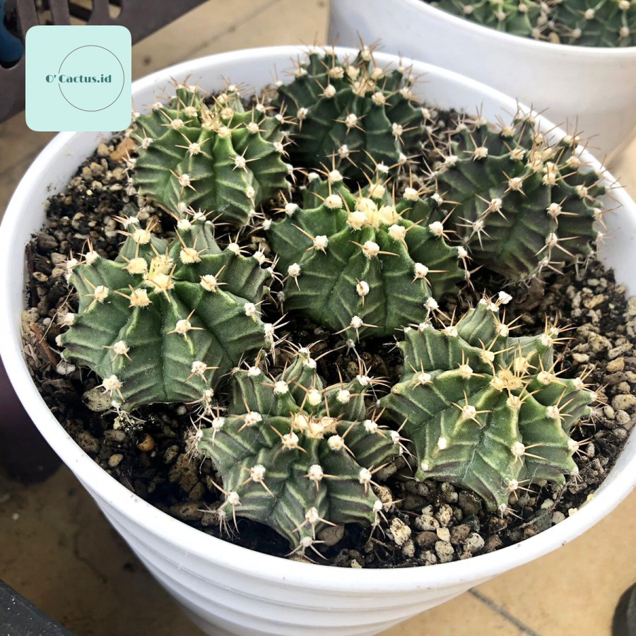 Jual Gymnocalycium Mihanovichii Lb Hybrid Gymno Miha Kaktus Paket