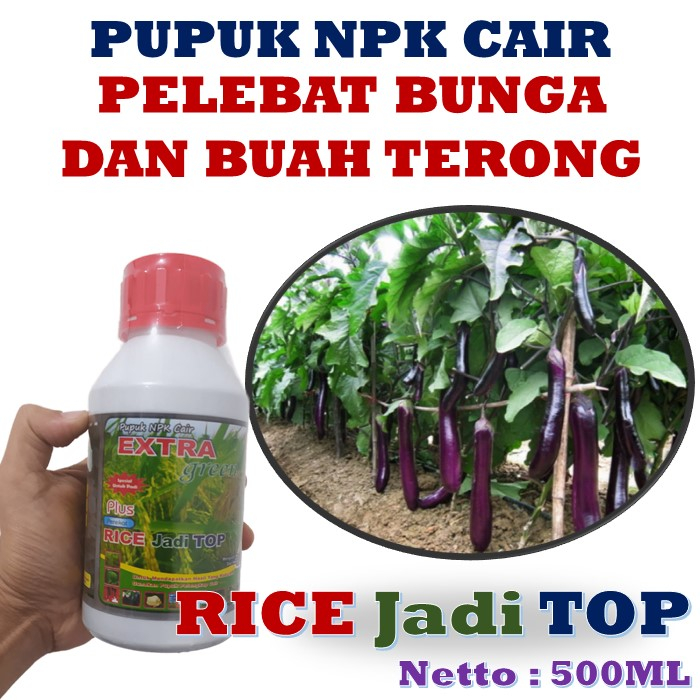 Jual Pupuk Pelebat Bunga Dan Buah Tanaman Terong Ungu Rice Jadi Top