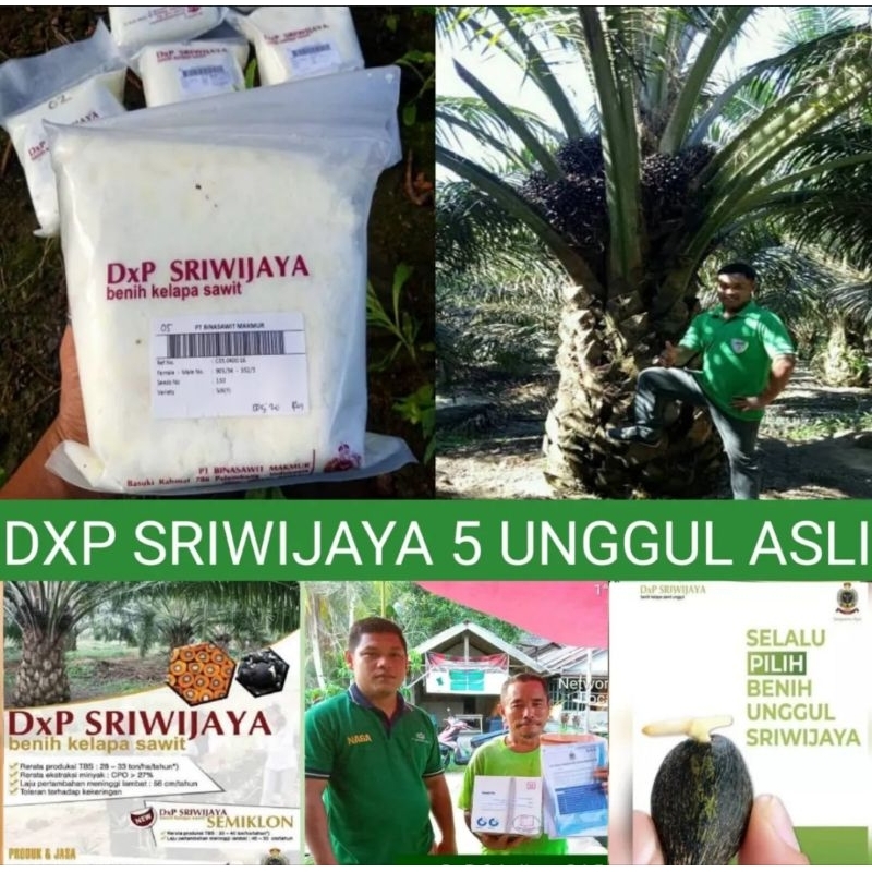 Jual Bibit Benih Polong Kecambah Sawit DXP SRIWIJAYA 5 UNGGUL ASLI