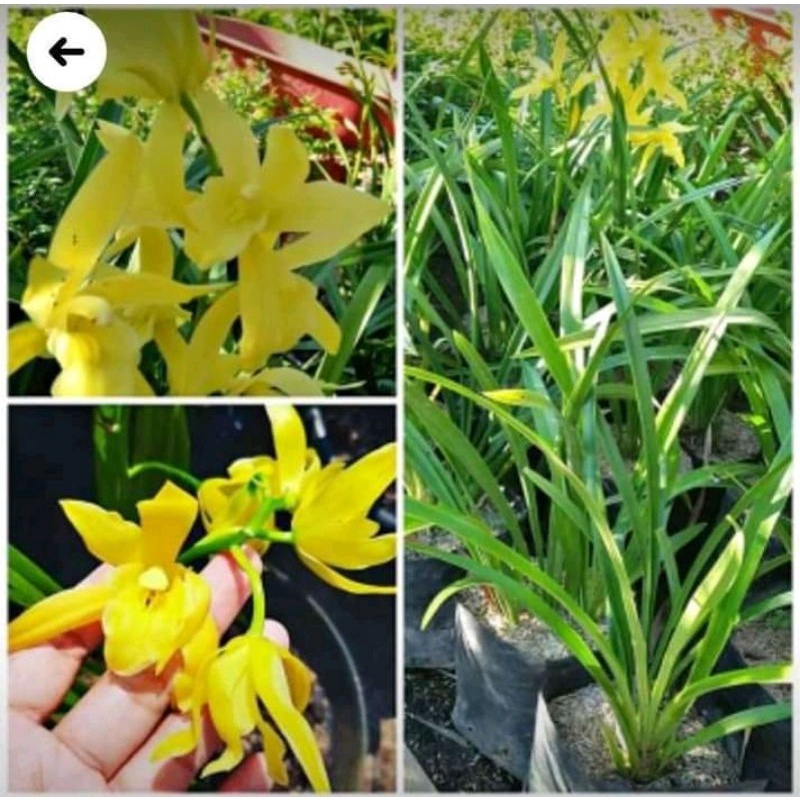 Jual Tanaman Hias Anggrek Tanah Cymbidium Golden Boy Shopee Indonesia