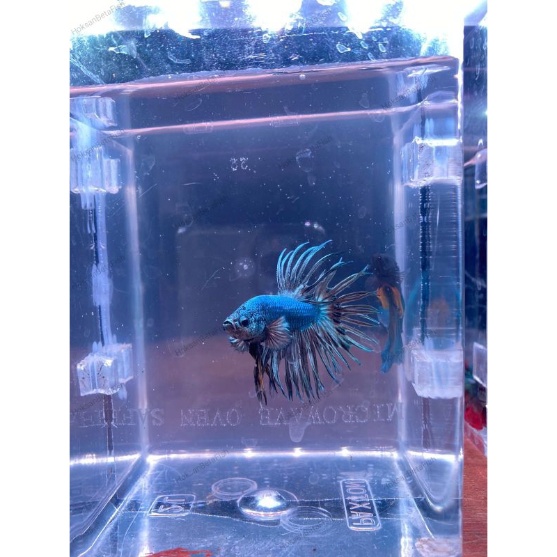 Jual Cupang Betafish Crowntail Copper CT Shopee Indonesia