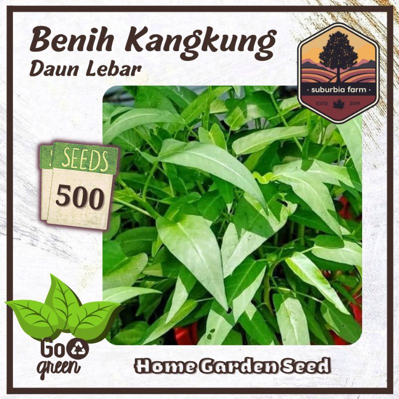 Jual 500 Biji Benih Kangkung Daun Lebar Bibit Sayuran Unggul Cepat