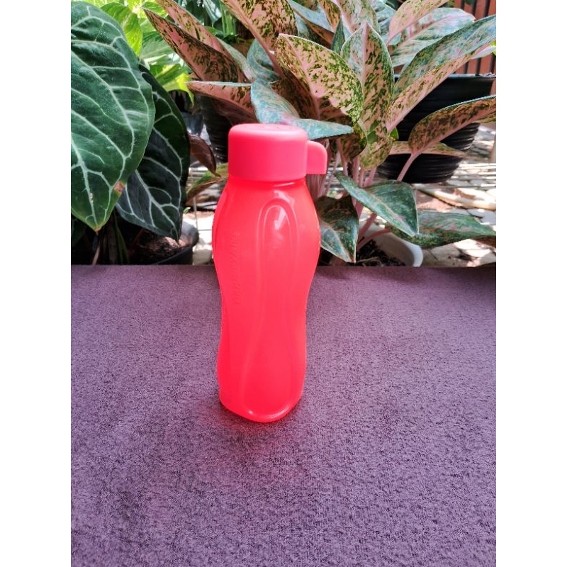 Jual Eco Botol Asli Tupperware 310 Ml Ori Baru Bukan PL Shopee