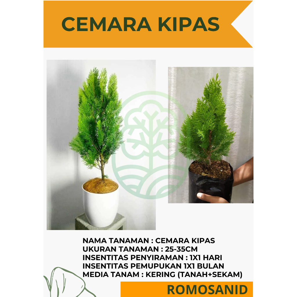 Jual Cemara Kipas Bibit Pohon Cemara Tanaman Hias Hidup Tinggi 25 30