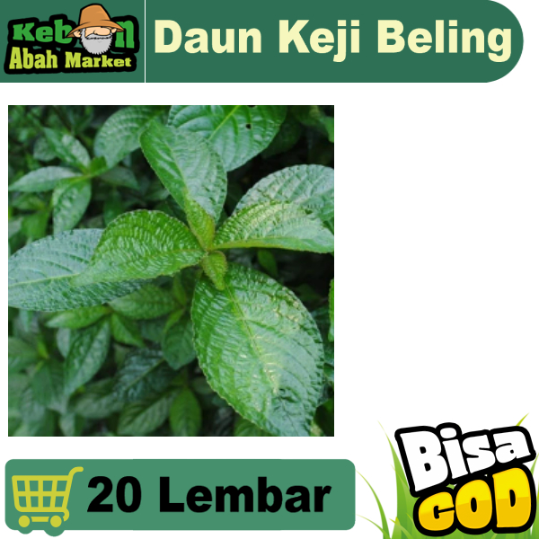 Jual Daun Keji Beling 20 Lembar Segar Petik Dadakan Obat Herbal