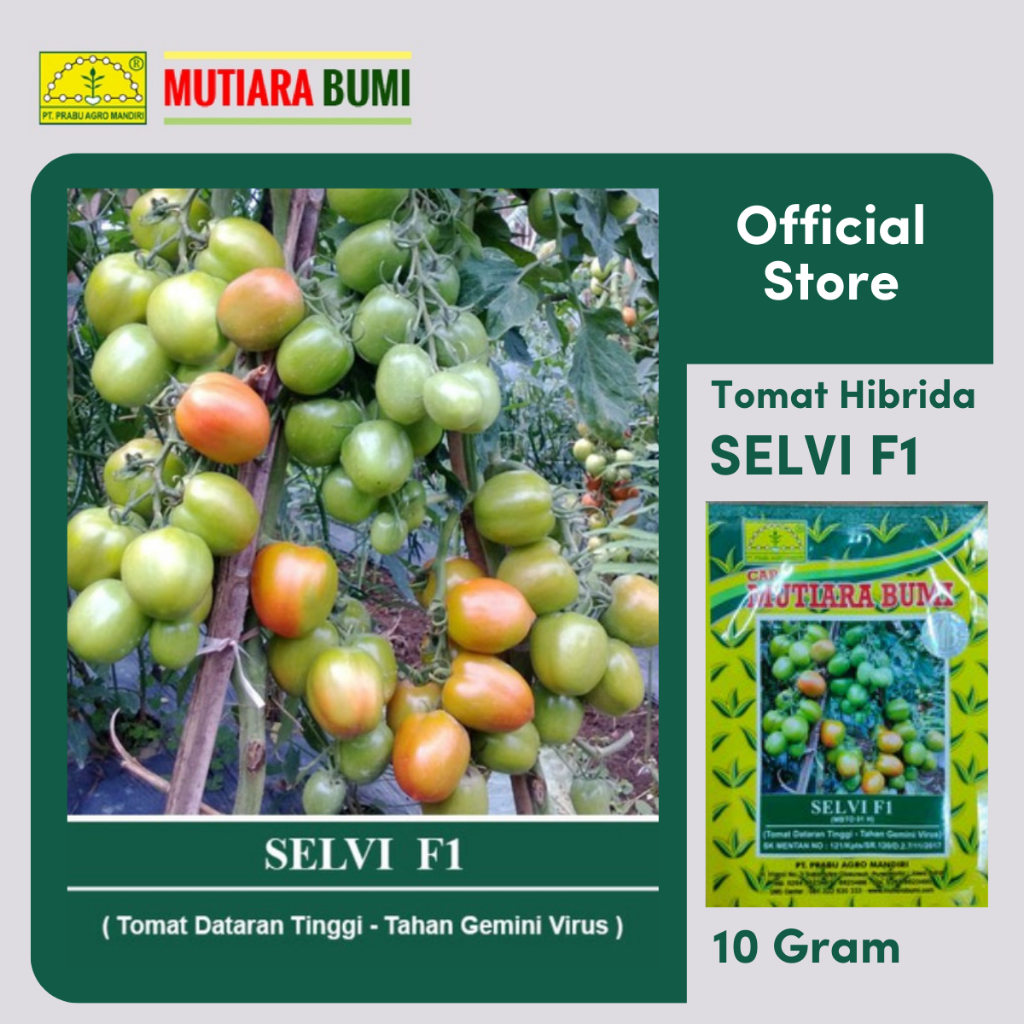 Jual BENIH TOMAT TAHAN GEMINI VIRUS SELVI F1 10 GRAM ISI 2800 BIJI CAP