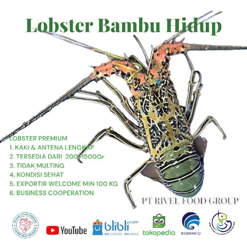 Jual Lobster Laut Hidup Ukuran 200gram Up 1kg Isi 4 5 Ekor Shopee