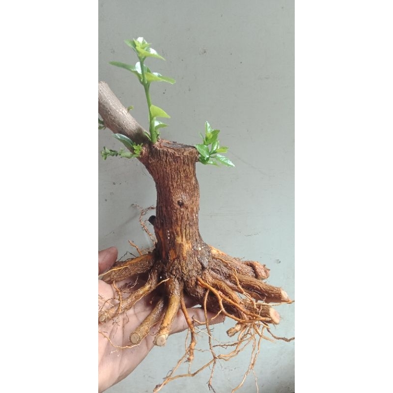 Jual Bonsai Sancang Ori Prokar Dongkelan Shopee Indonesia