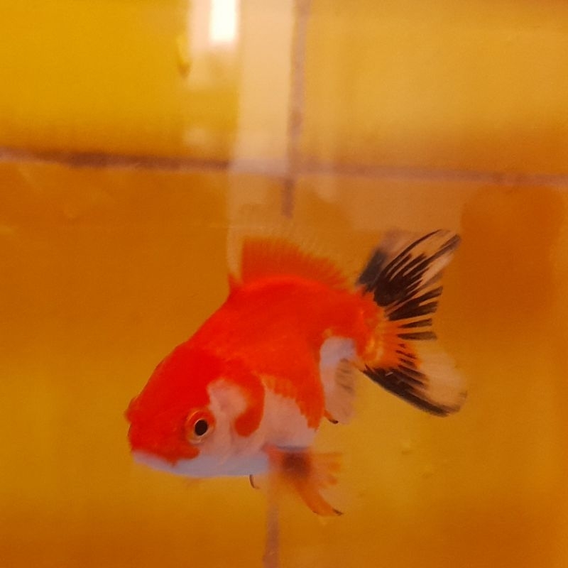 Jual Ikan Mas Koki Oranda Trico Shopee Indonesia