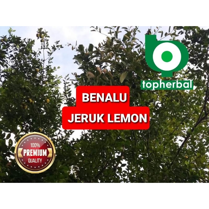 Jual Benalu Jeruk Lemon Kering Hijau Gram Shopee Indonesia