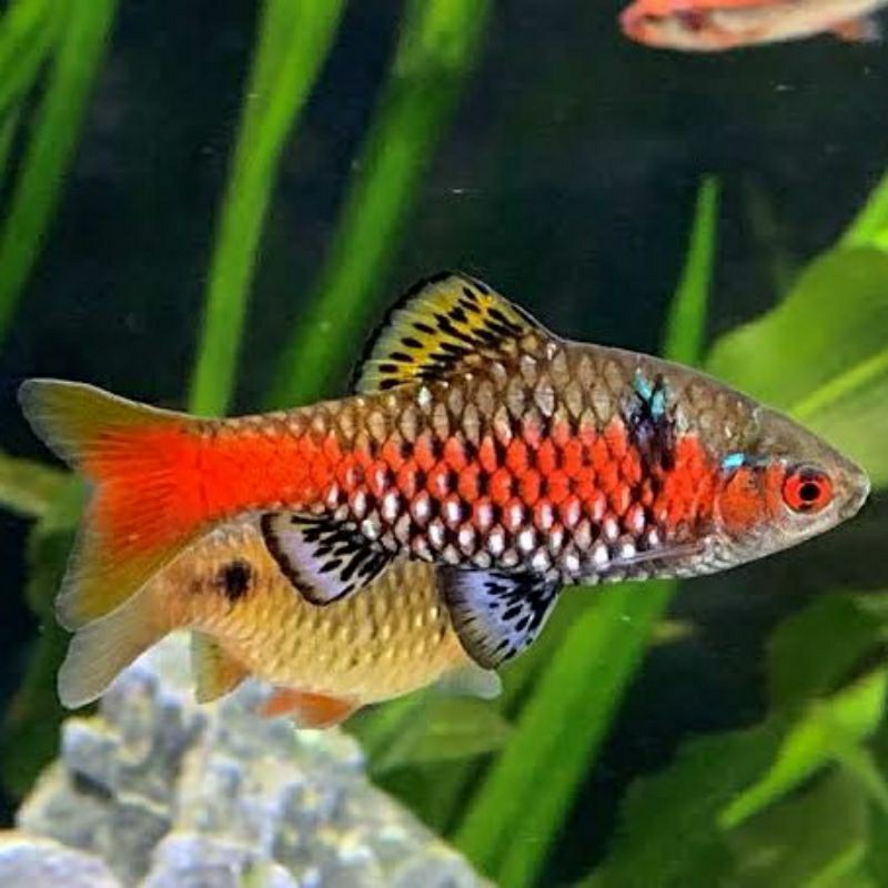 Jual Ikan Odessa Barb Ikan Hias Odesa Barb Ikan Hias Aquascape