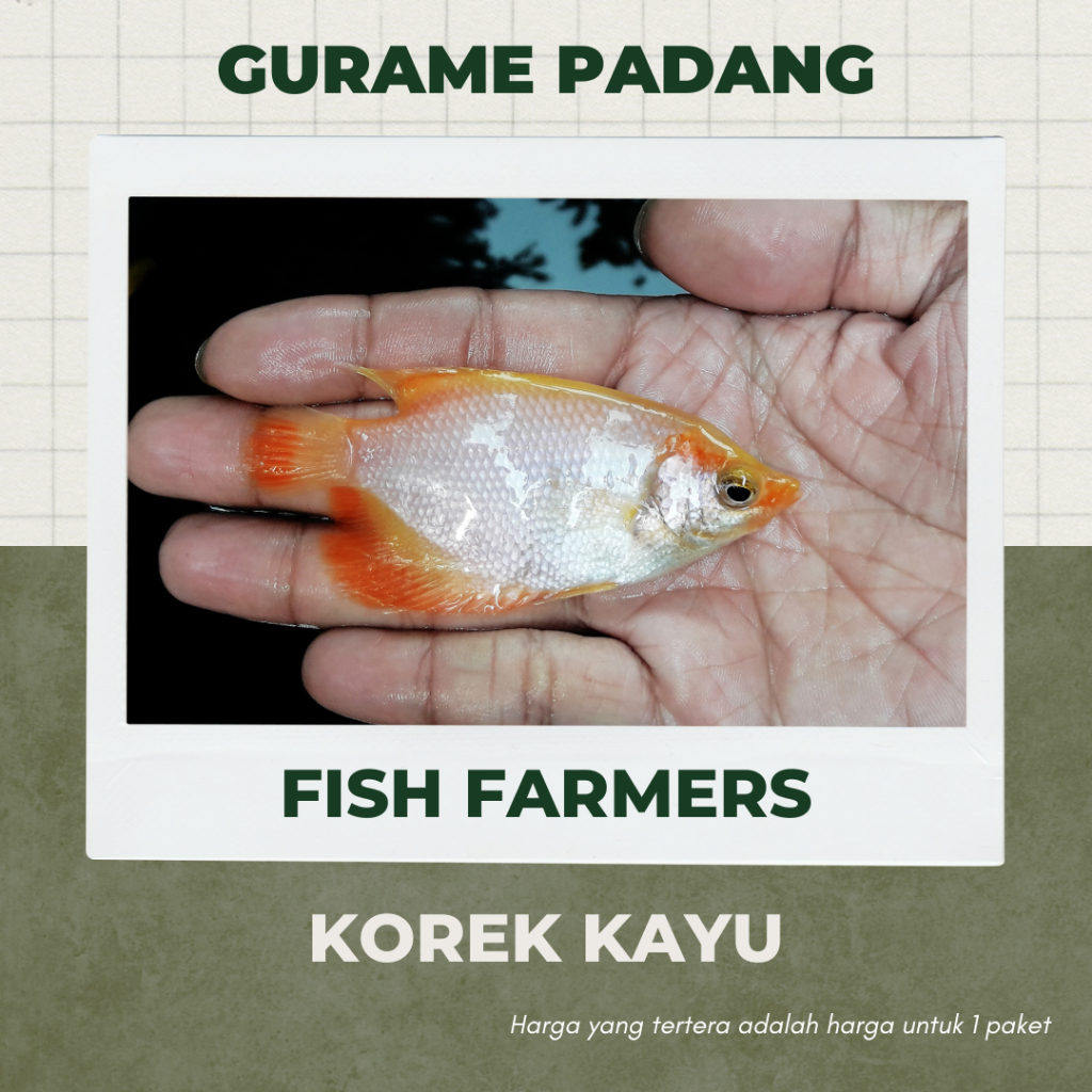 Jual Gurame Padang Ukuran Korek Kayu Shopee Indonesia