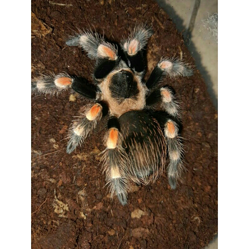 Jual DISPLAY TARANTULA BRACHYPELMA HAMORII BISA BERJALAN Shopee Indonesia