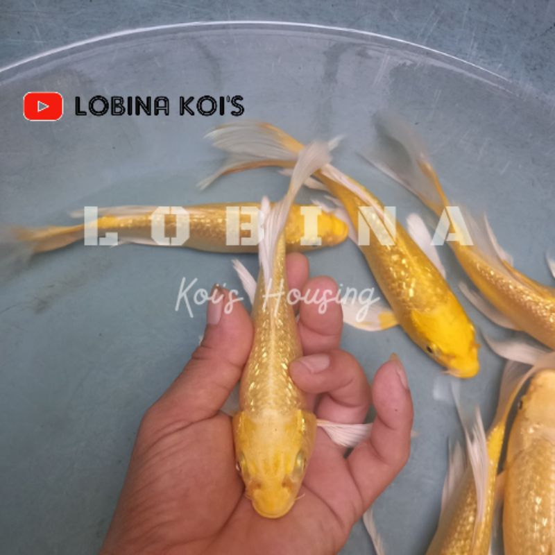 Jual Ikan Koi Blitar Jenis Kumpay Yamabuki Ogon Ginrin Slayer Lobina