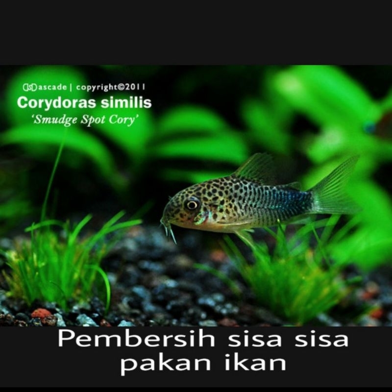 Jual Ikan Hias Air Tawar Corydoras Similis Pembersih Sisa Pakan