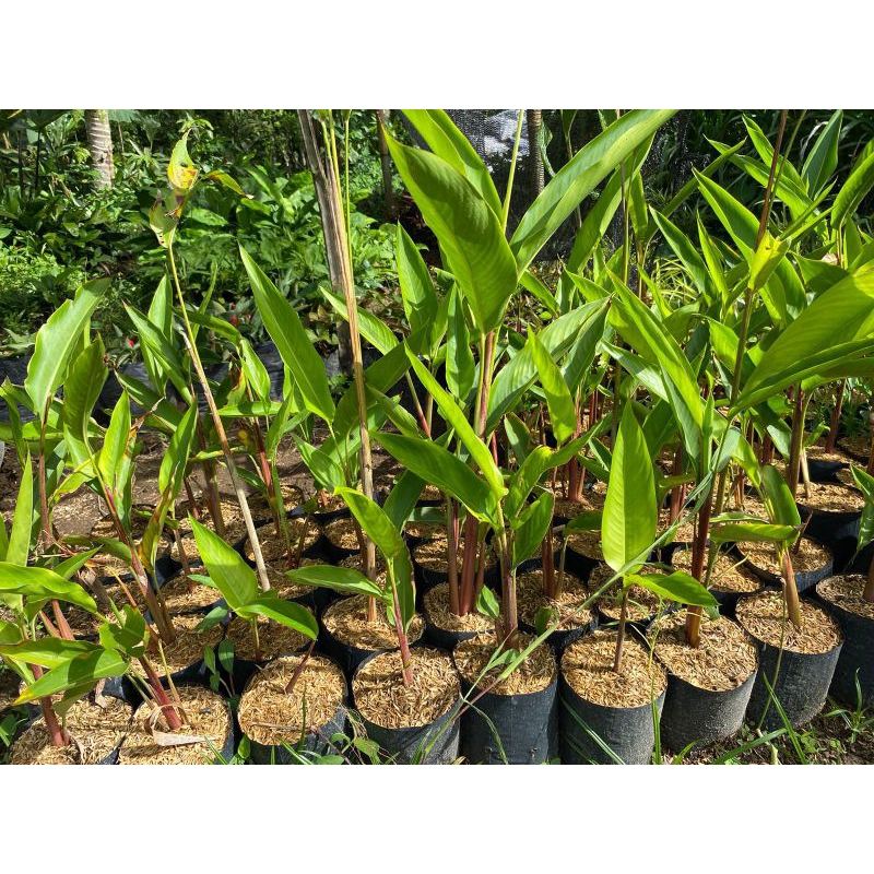 Jual Tanaman Hias Heliconia Shopee Indonesia