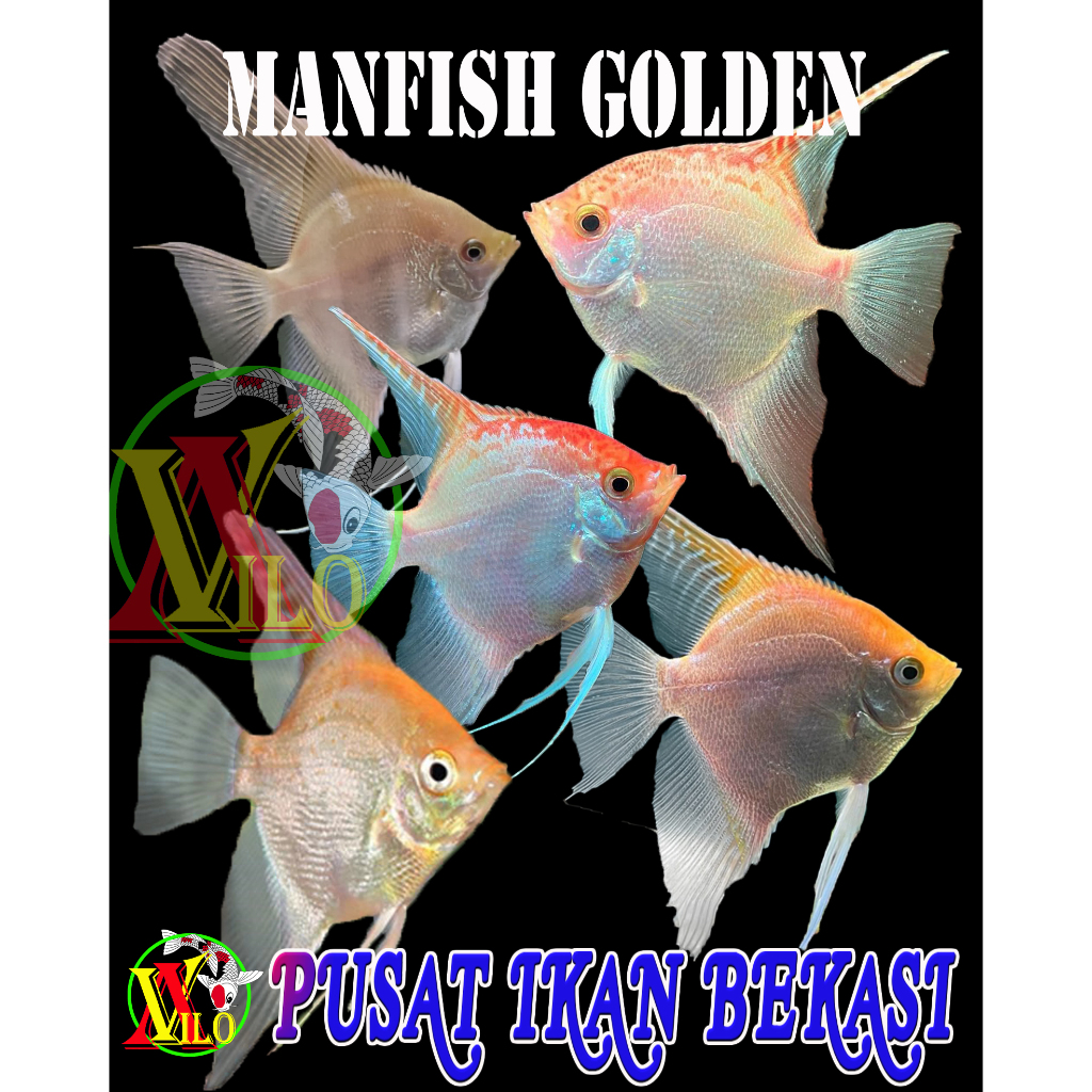 Jual Ojek Aneka Macam Ikan Hias Aquascape Manfish Angelfish Ikan Layang