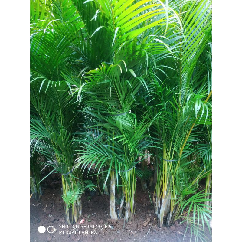 Jual Tanaman Hias Hidup Palem Kuning Tinggi 2 Meter Tanaman Palm Kuning