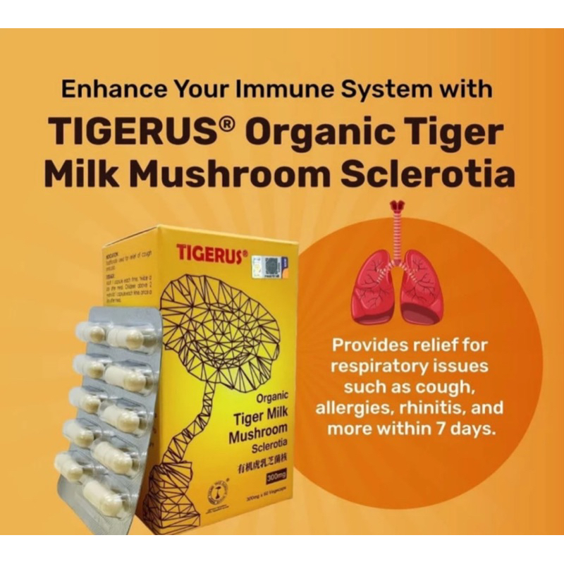 Jual Tigerus Tiger Milk Mushroom Sclerotia Organic Original Malaysia