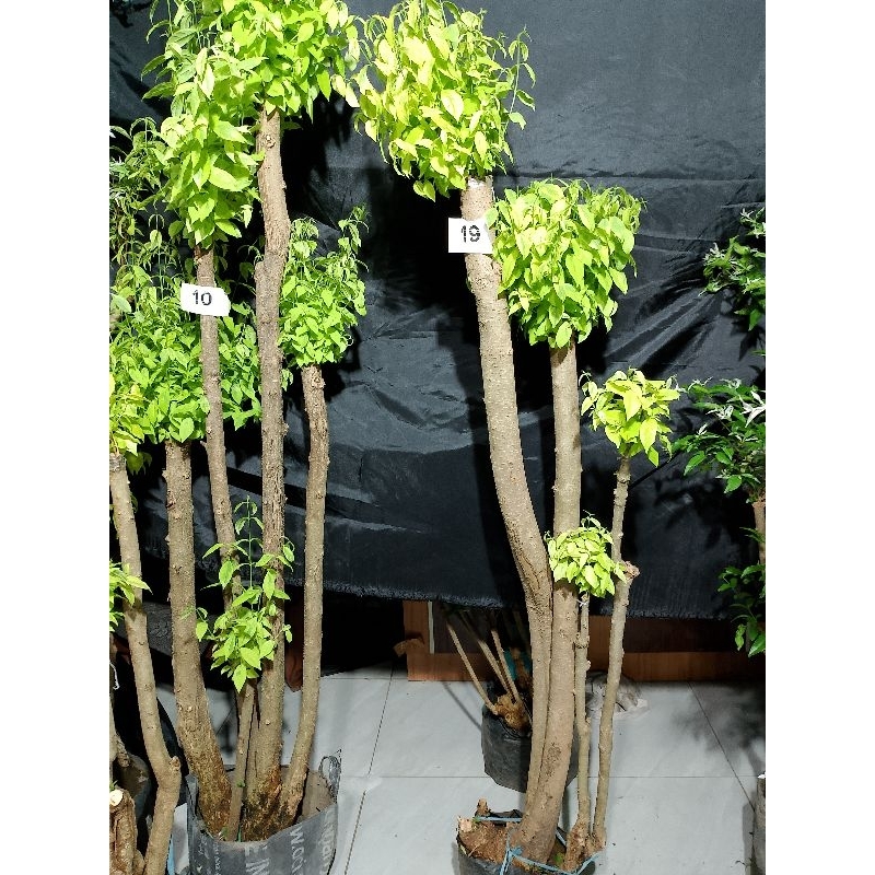 Jual Bonsai Taman Anting Putri Besar Tinggi Meter Shopee Indonesia